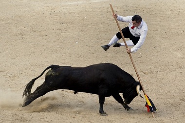 Pria Nekat Terbang di Atas Banteng Ngamuk